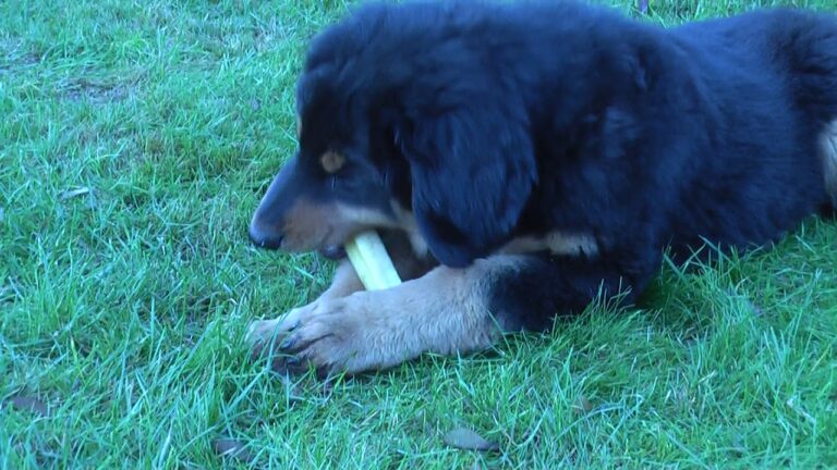 Nat&uuml;rliche Zahnpflegeprodukte f&uuml;r Tiere: Gesundheit f&uuml;r Haustiere