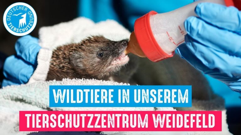 Erfahrungsberichte zu Wildtierpatenschaften: Einblicke und Inspiration