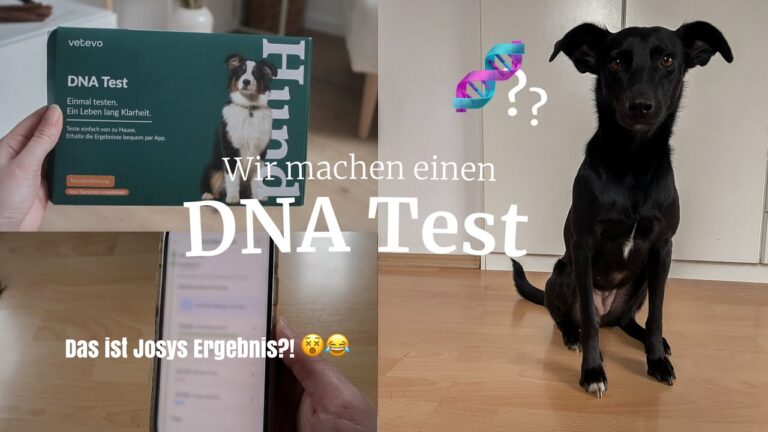 Geschenkgutscheine f&uuml;r Tierarztbesuche: Eine wertvolle Unterst&uuml;tzung f&uuml;r Haustierbesitzer