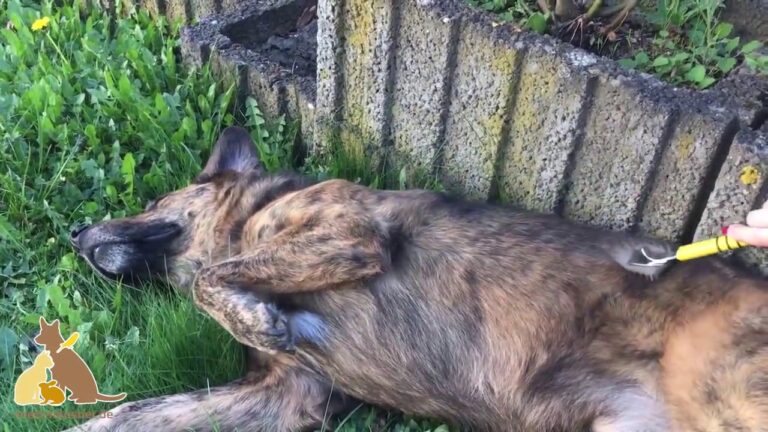 Pflegeanleitung f&uuml;r Haustierhygieneprodukte: Tipps und Tricks