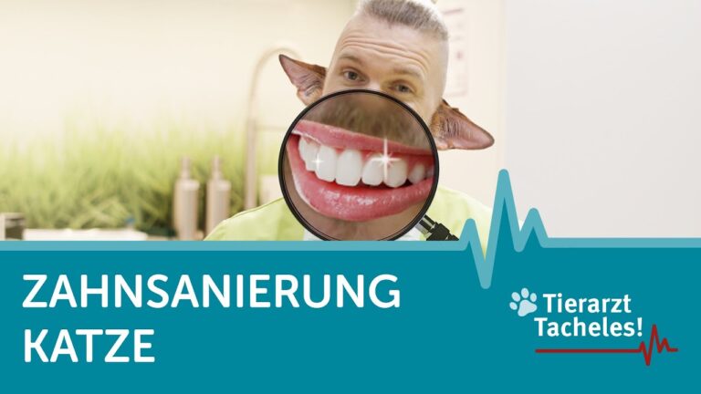 Anzeichen f&uuml;r Zahnprobleme bei Haustieren erkennen
