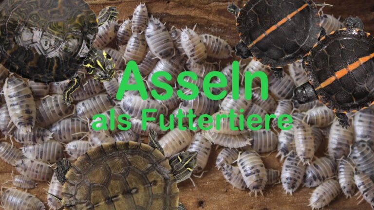 Erfahrungen mit Reptilienfutter und Zubehör: Tipps und Empfehlungen