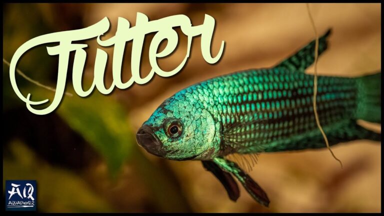 Erfahrungen mit Fischfutter: Kauf und Anwendung im Test