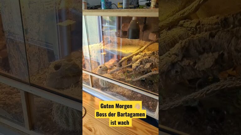 Optimales Zubeh&ouml;r f&uuml;r UV-Lampen in der Reptilienhaltung