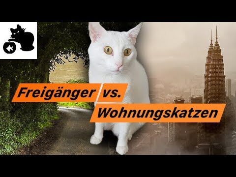 Optimale Katzenspielzeuge f&uuml;r Wohnungskatzen und Freig&auml;nger