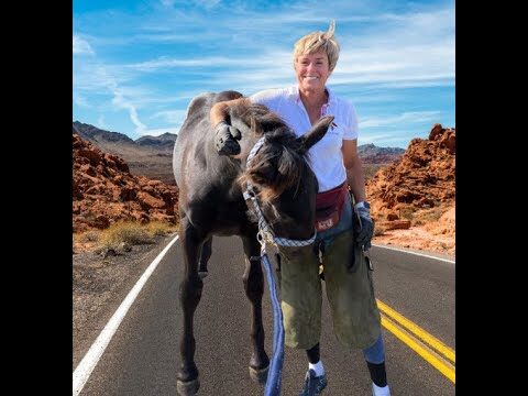 Effiziente L&ouml;sungen f&uuml;r den Tiertransport im &ouml;ffentlichen Verkehr