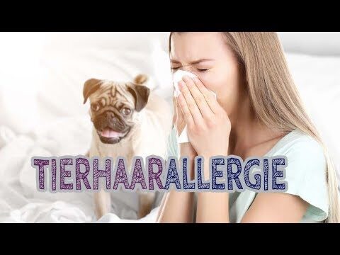 Allergien bei Haustieren erkennen: Anzeichen und Tipps